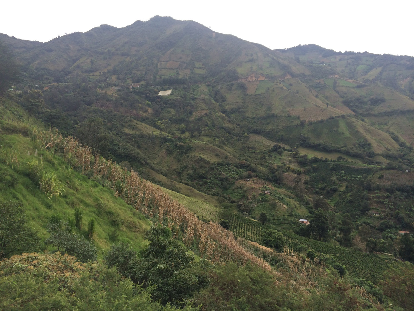 Colombia Bomba de Fruta