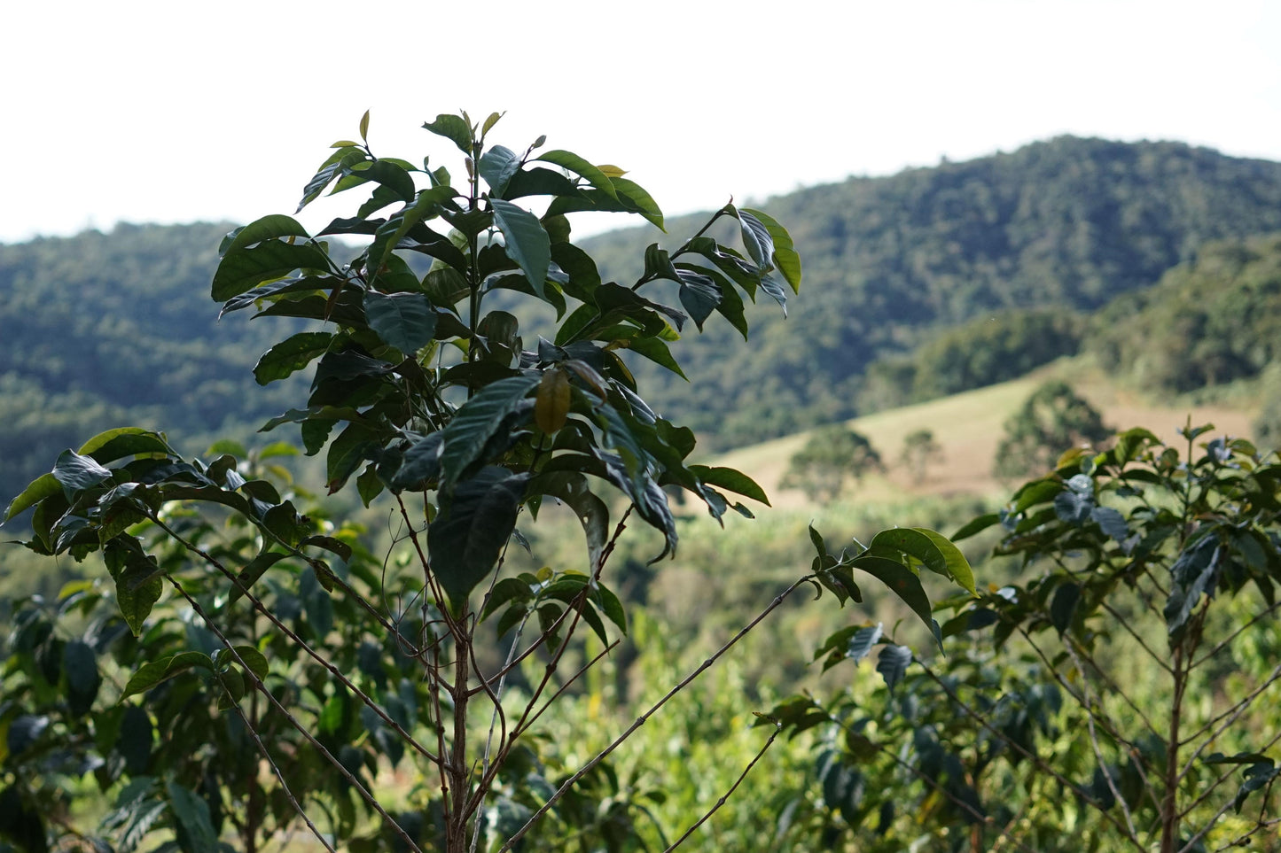 Brazil Fazendinha